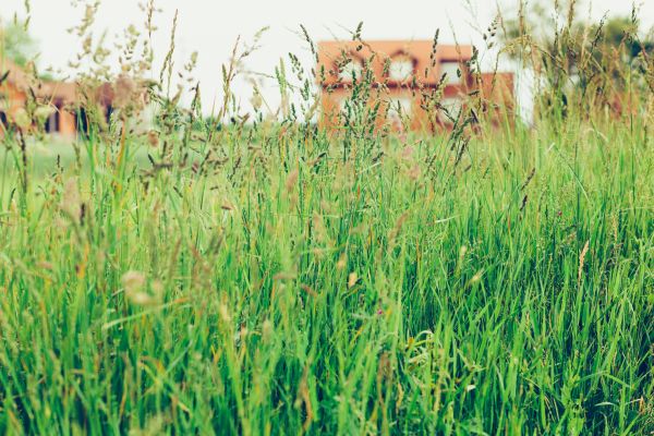 Cost of Tall Grass Cutting in Edmonds