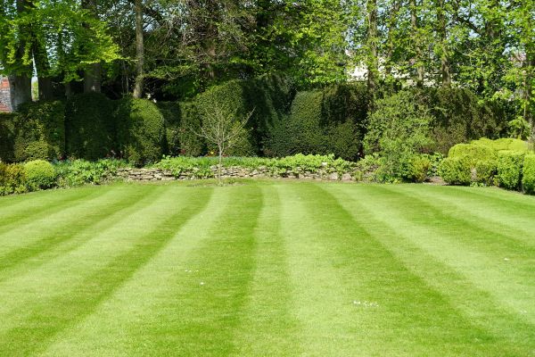 Grass Care Service in Edmonds