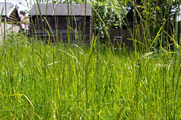 Cost of Overgrown Lawn Trimming in Edmonds