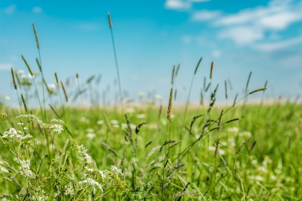 Cost of High Grass Trimming in Edmonds