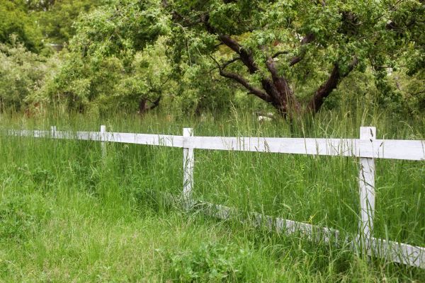 Cost of Fence Line Trimming in Edmonds