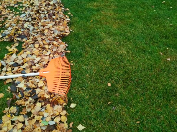 Fall Lawn Care in Edmonds