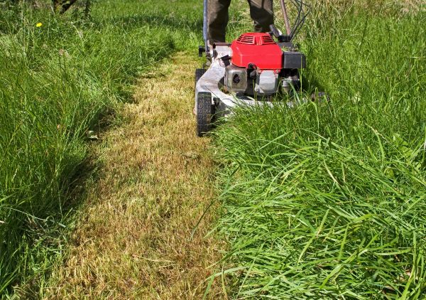 Leaf Mowing in Edmonds